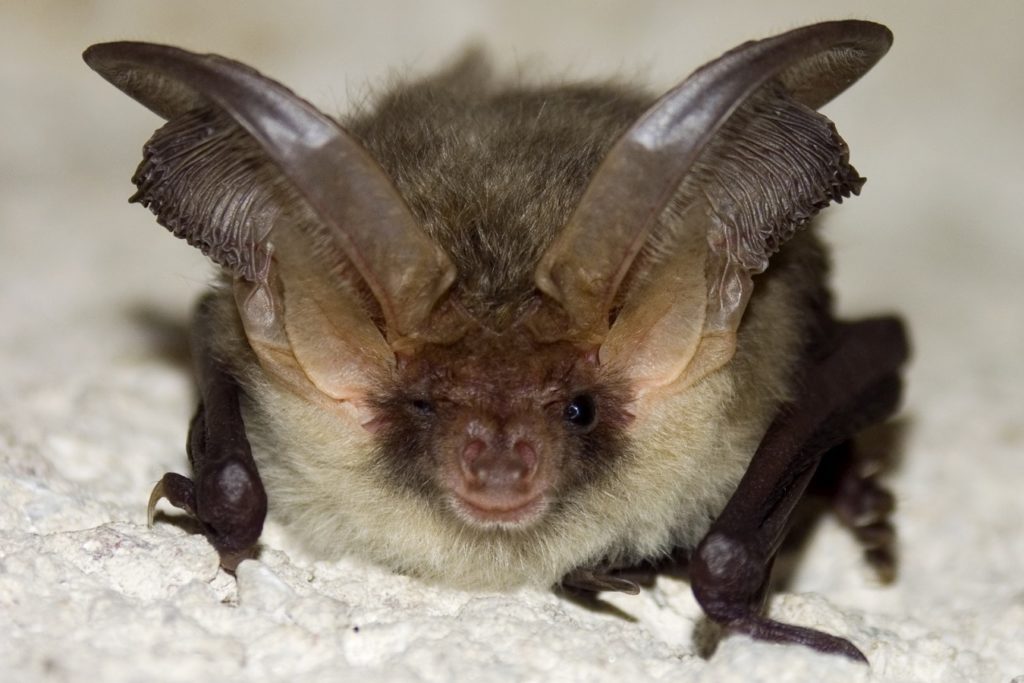 checklist, vogels, vleermuizen, duurzaam bouwen, renovatie