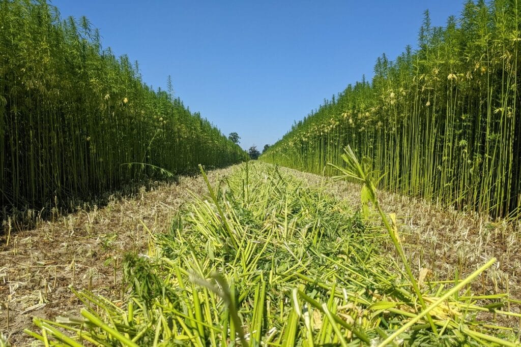 biobased bouwmaterialen: hennep